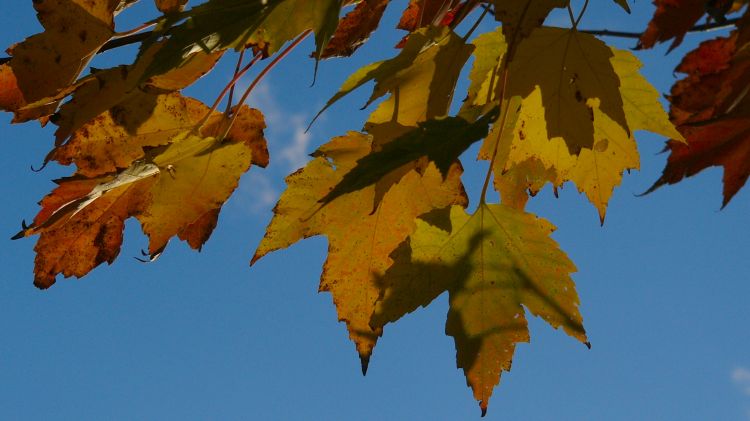 Fonds d'cran Nature Saisons - Automne Feuilles d'automne01