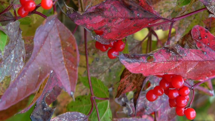 Fonds d'cran Nature Saisons - Automne Fruitage sauvage04