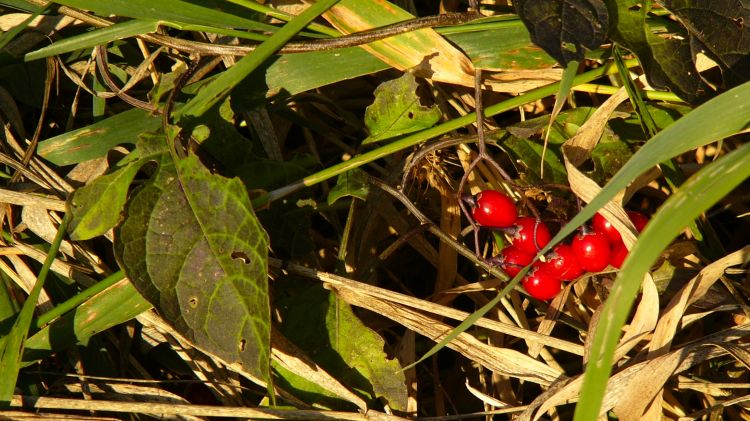 Fonds d'cran Nature Saisons - Automne Fruitage sauvage03