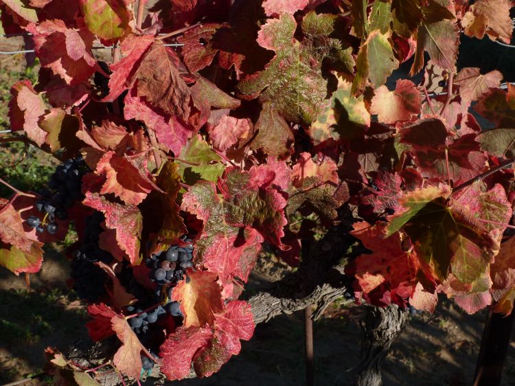 Fonds d'cran Nature Vignes - Vignobles Sur les coteaux de Suze la Rousse ( Drme Provenale )