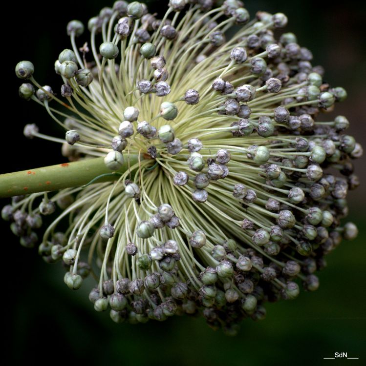 Fonds d'cran Nature Fleurs PARCS ET JARDINS