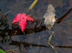  Nature Feuilles d'automne04