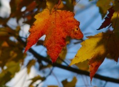  Nature Feuilles d'automne02