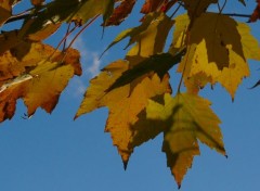  Nature Feuilles d'automne01