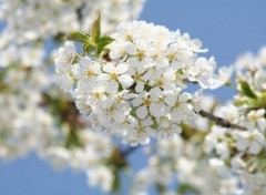  Nature Cerisier en fleur