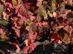  Nature Sur les coteaux de Suze la Rousse ( Drme Provenale )