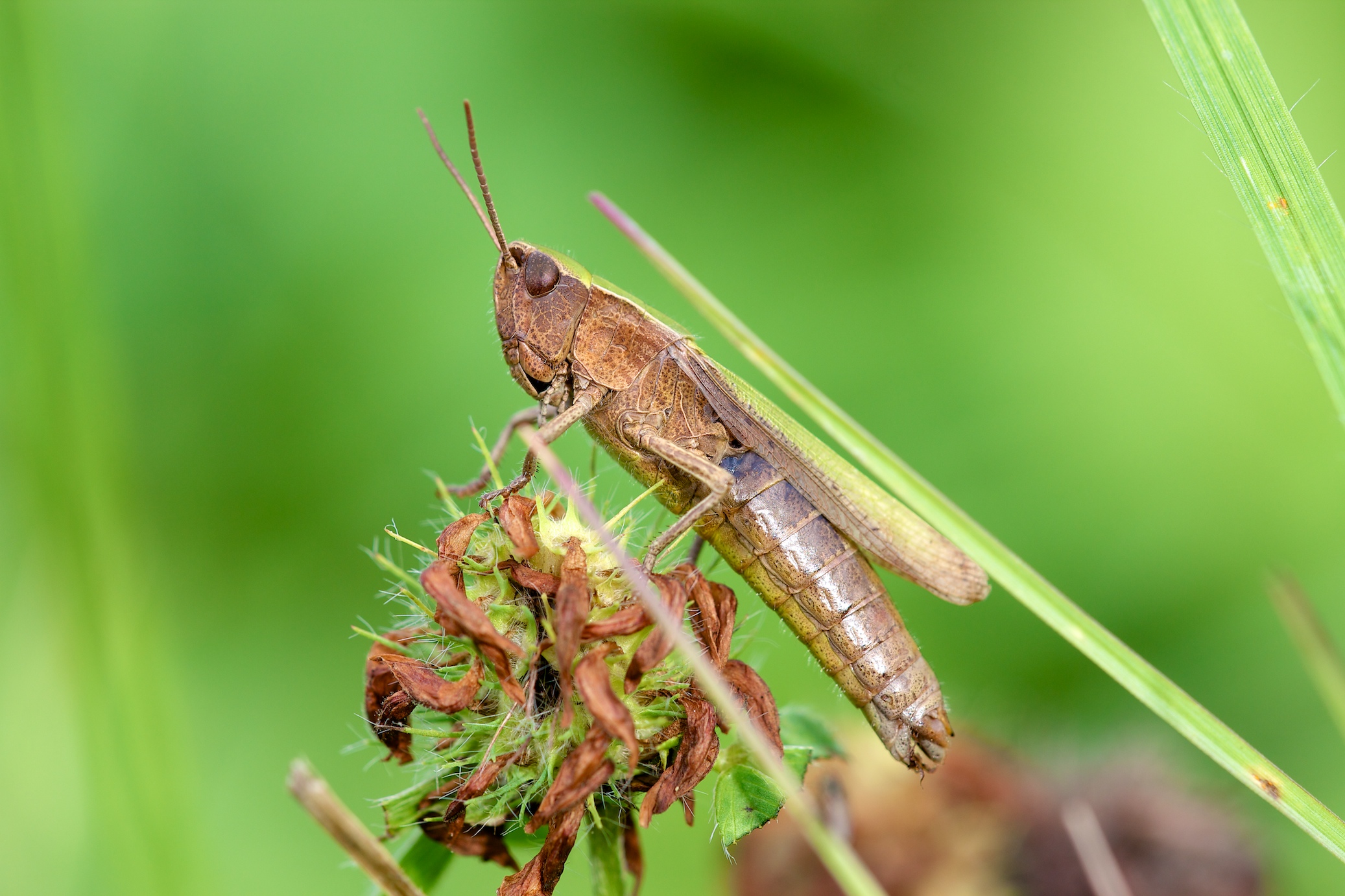 Fonds d'cran Animaux Insectes - Criquets 