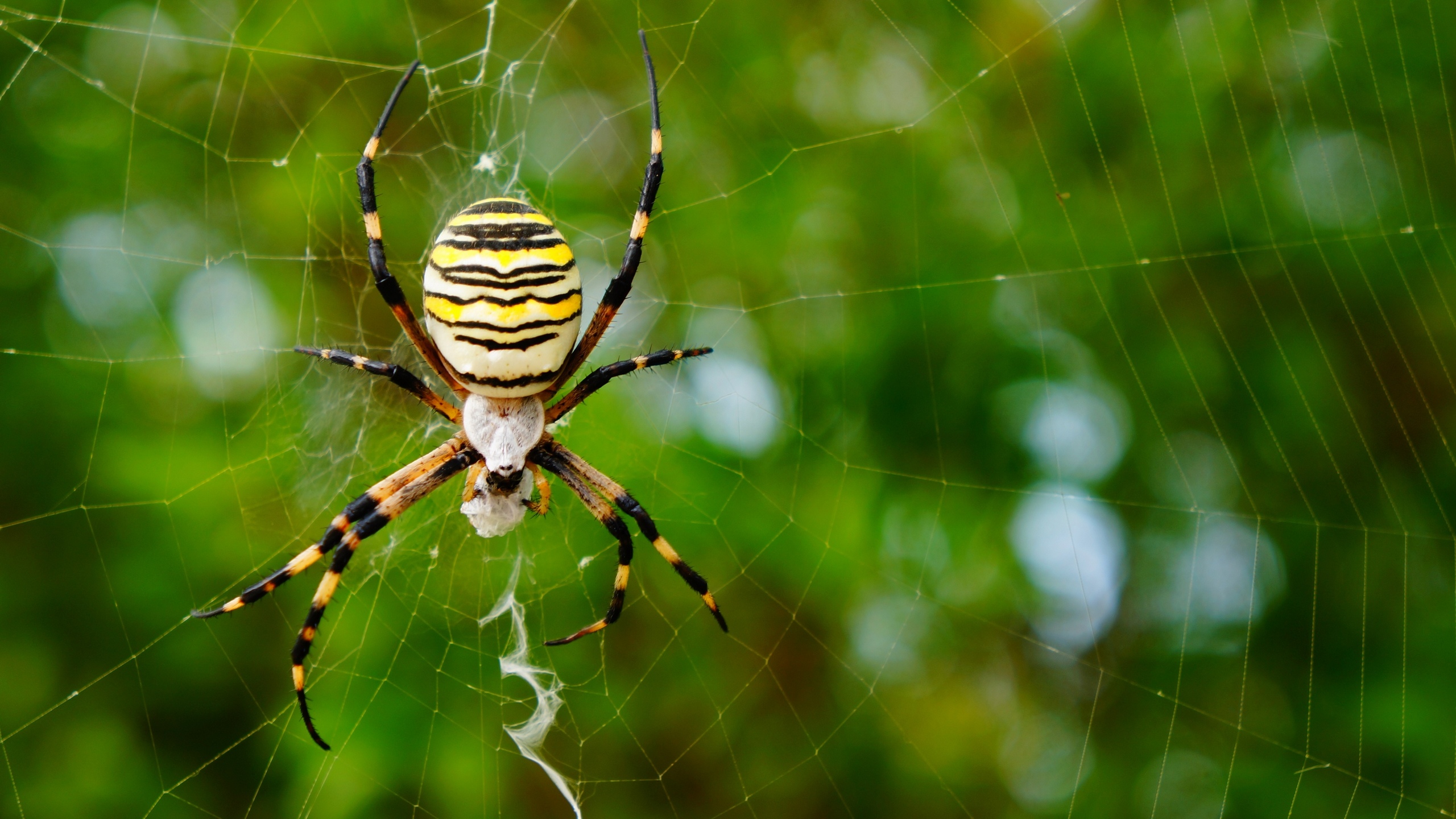 Wallpapers Animals Spiders 