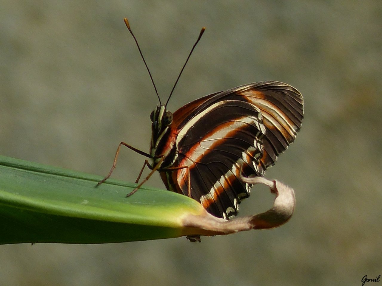 Fonds d'cran Animaux Insectes - Papillons 