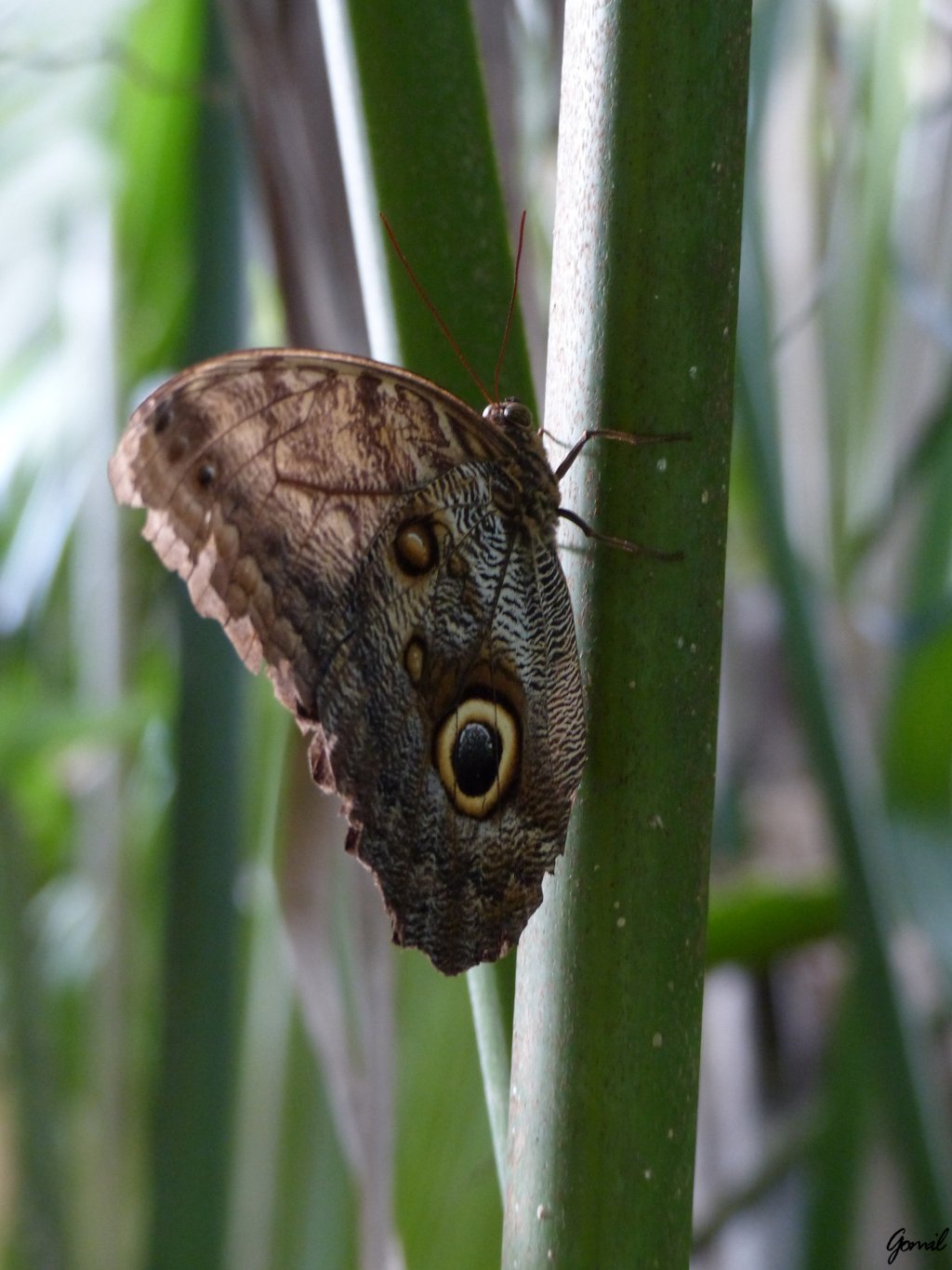 Fonds d'cran Animaux Insectes - Papillons 