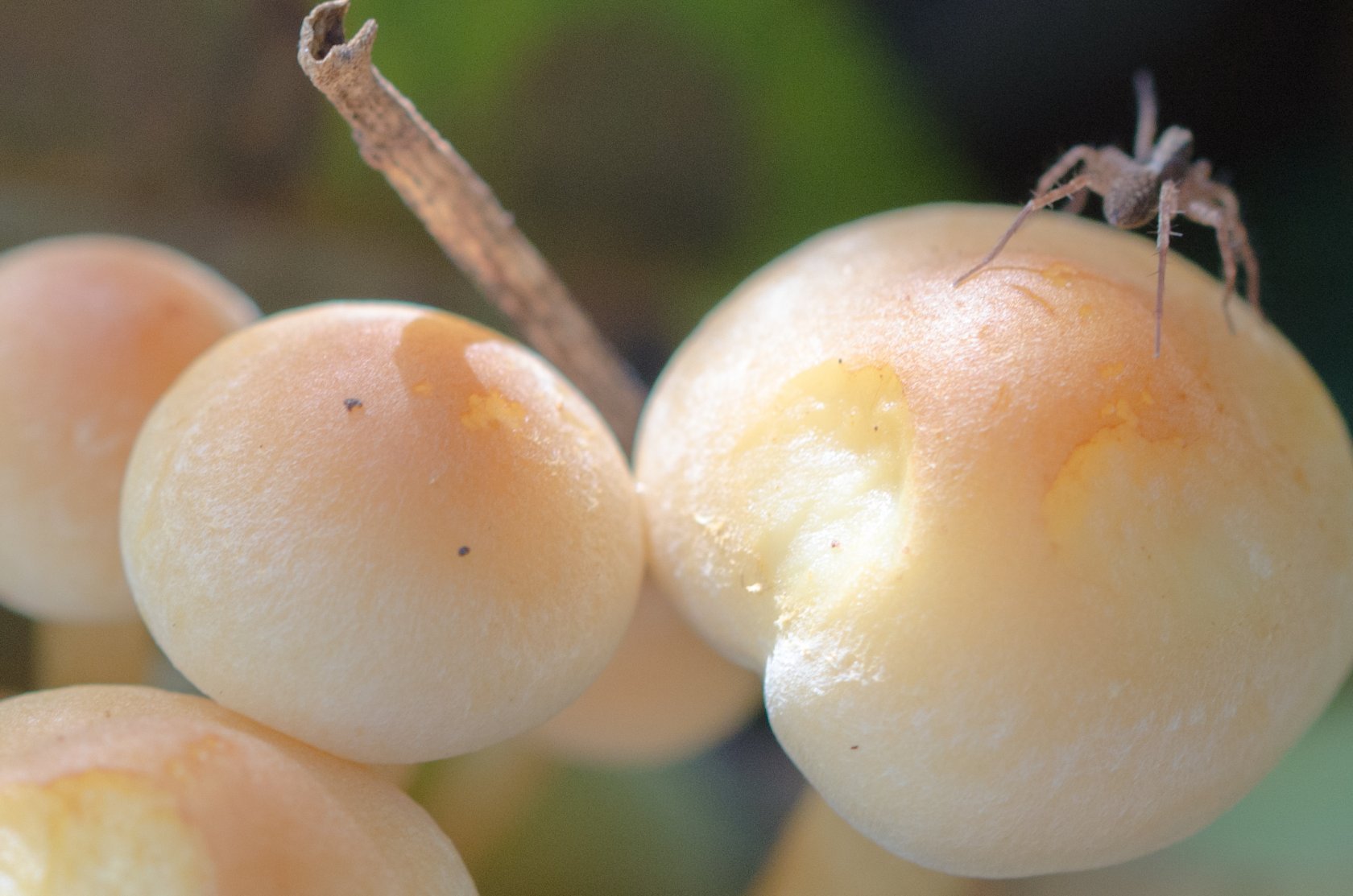 Fonds d'cran Nature Champignons 