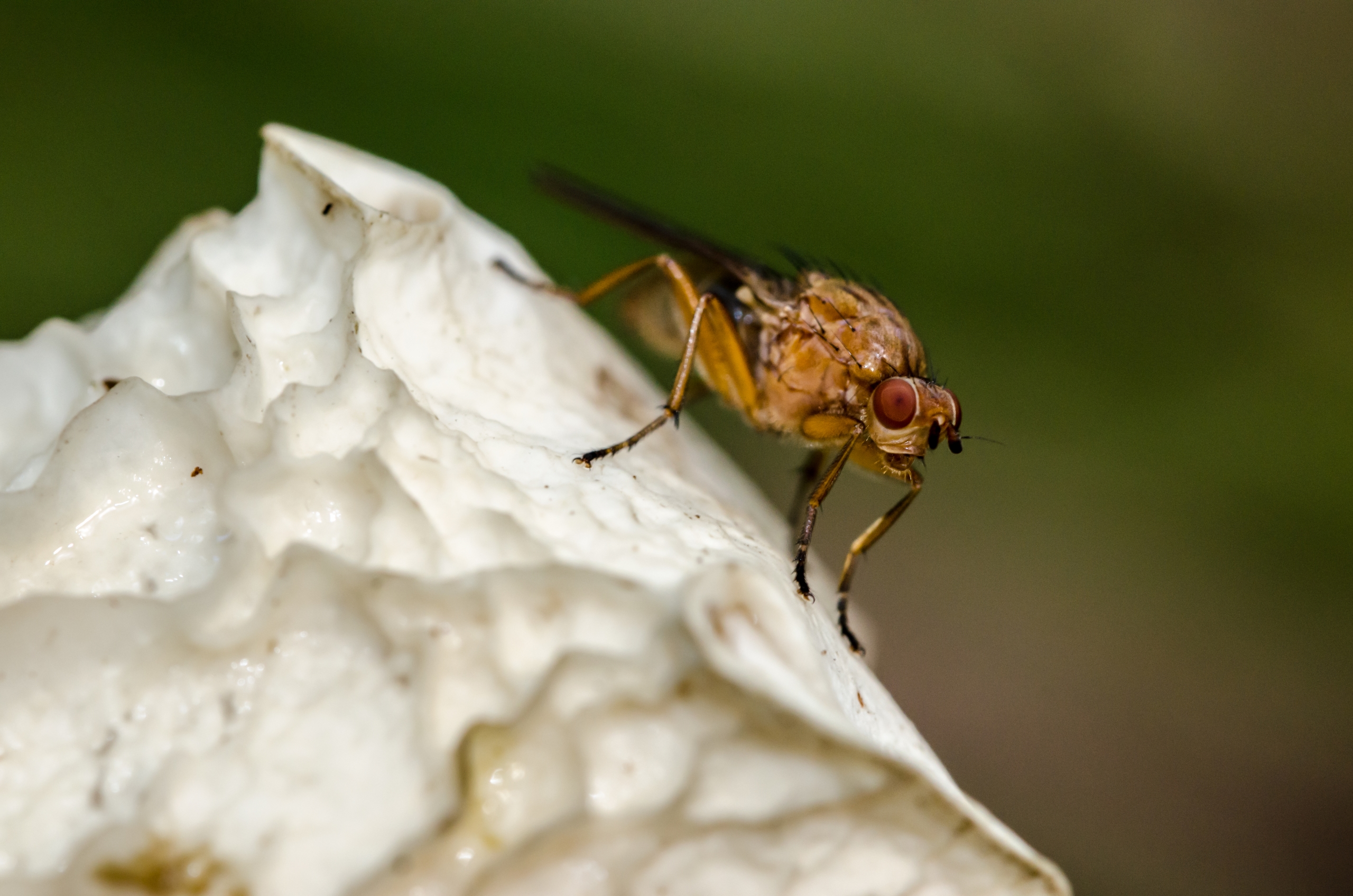 Wallpapers Animals Insects - Flies 