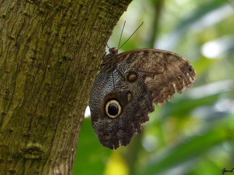 Fonds d'cran Animaux Insectes - Papillons Wallpaper N361573