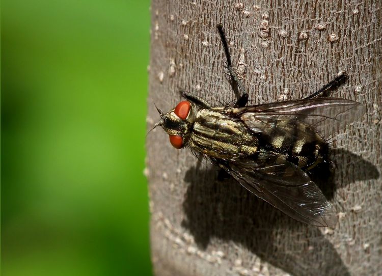 Fonds d'cran Animaux Insectes - Mouches Mouche  damier