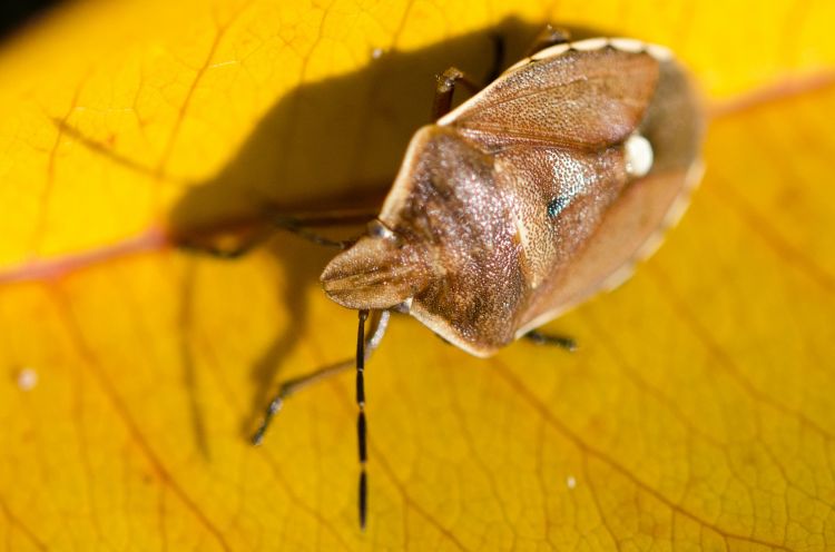 Fonds d'cran Animaux Insectes - Divers Wallpaper N361583