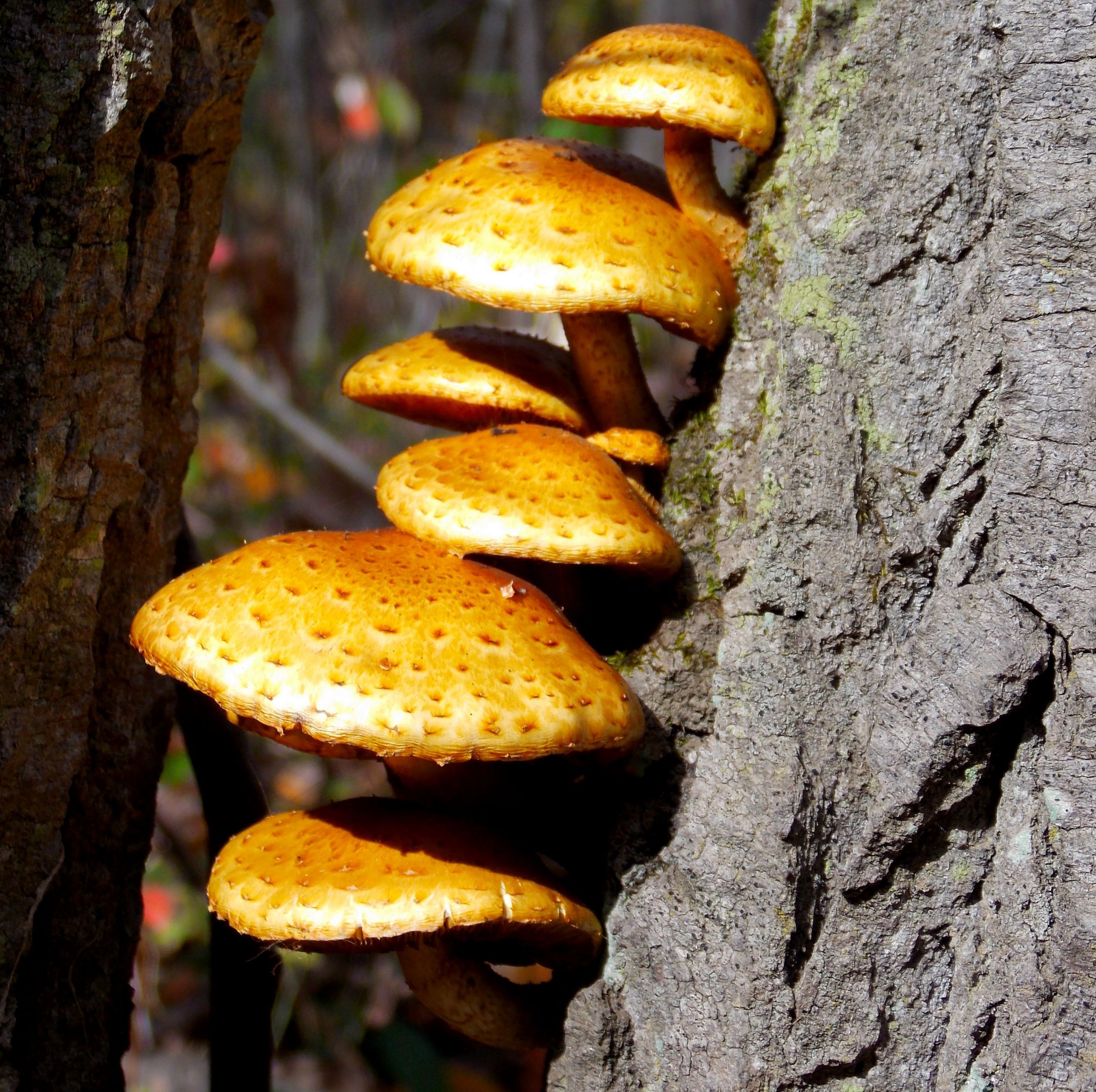 Wallpapers Nature Mushrooms 