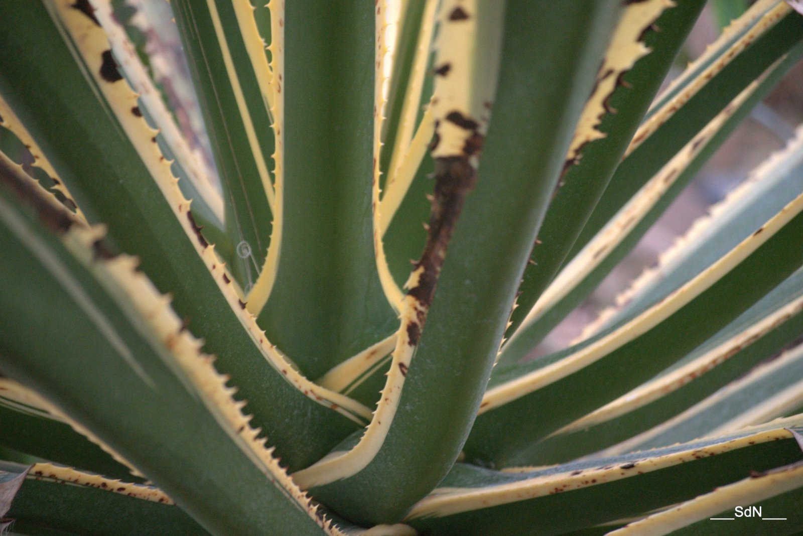 Fonds d'cran Nature Plantes grasses PARCS ET JARDINS