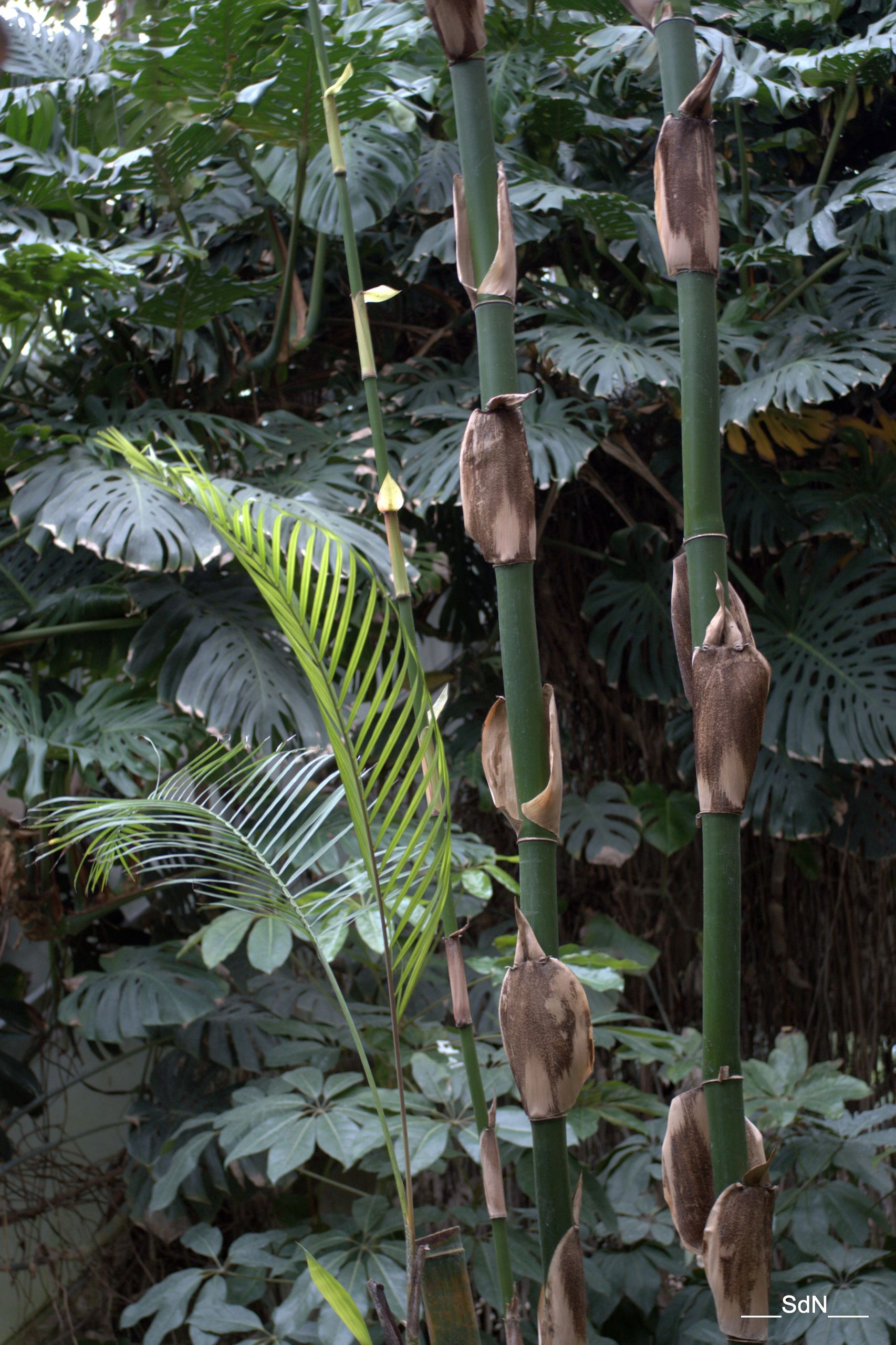 Fonds d'cran Nature Plantes - Arbustes PARCS ET JARDINS