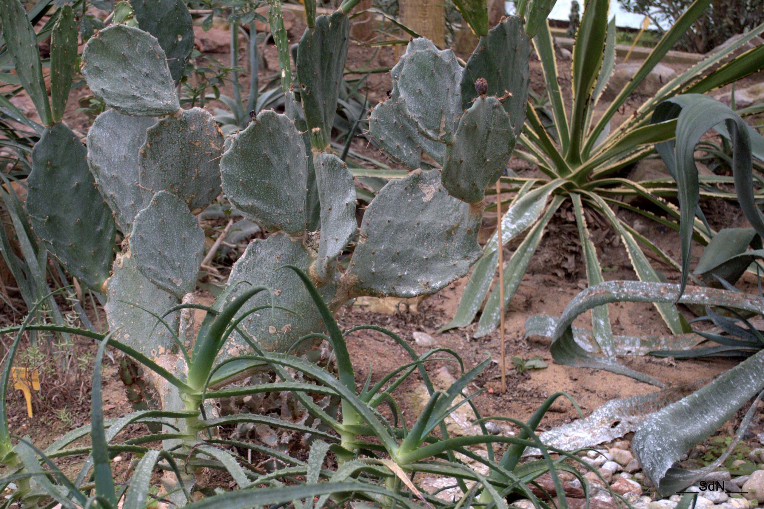 Fonds d'cran Nature Cactus PARCS ET JARDINS