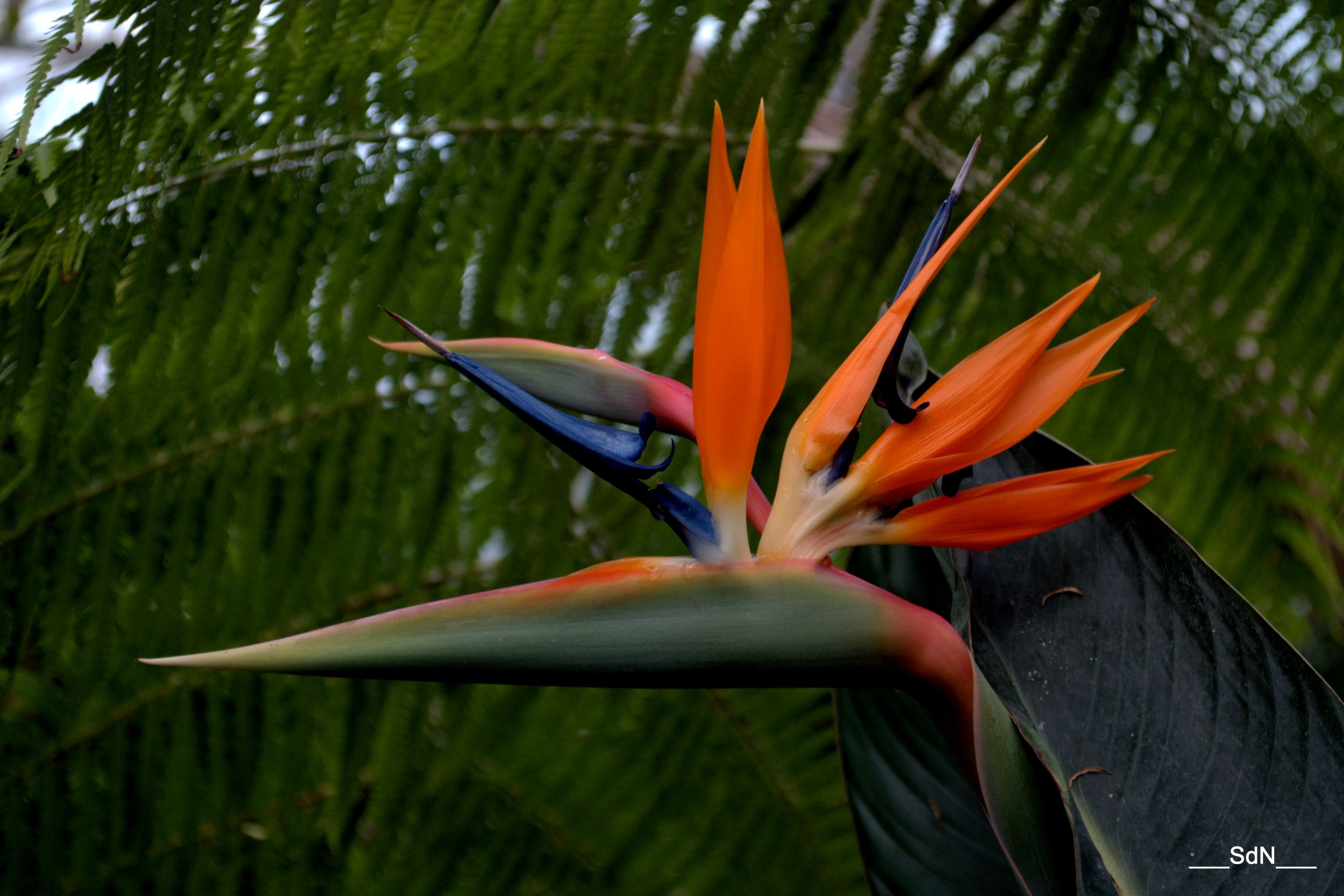 Fonds d'cran Nature Fleurs PARCS ET JARDINS