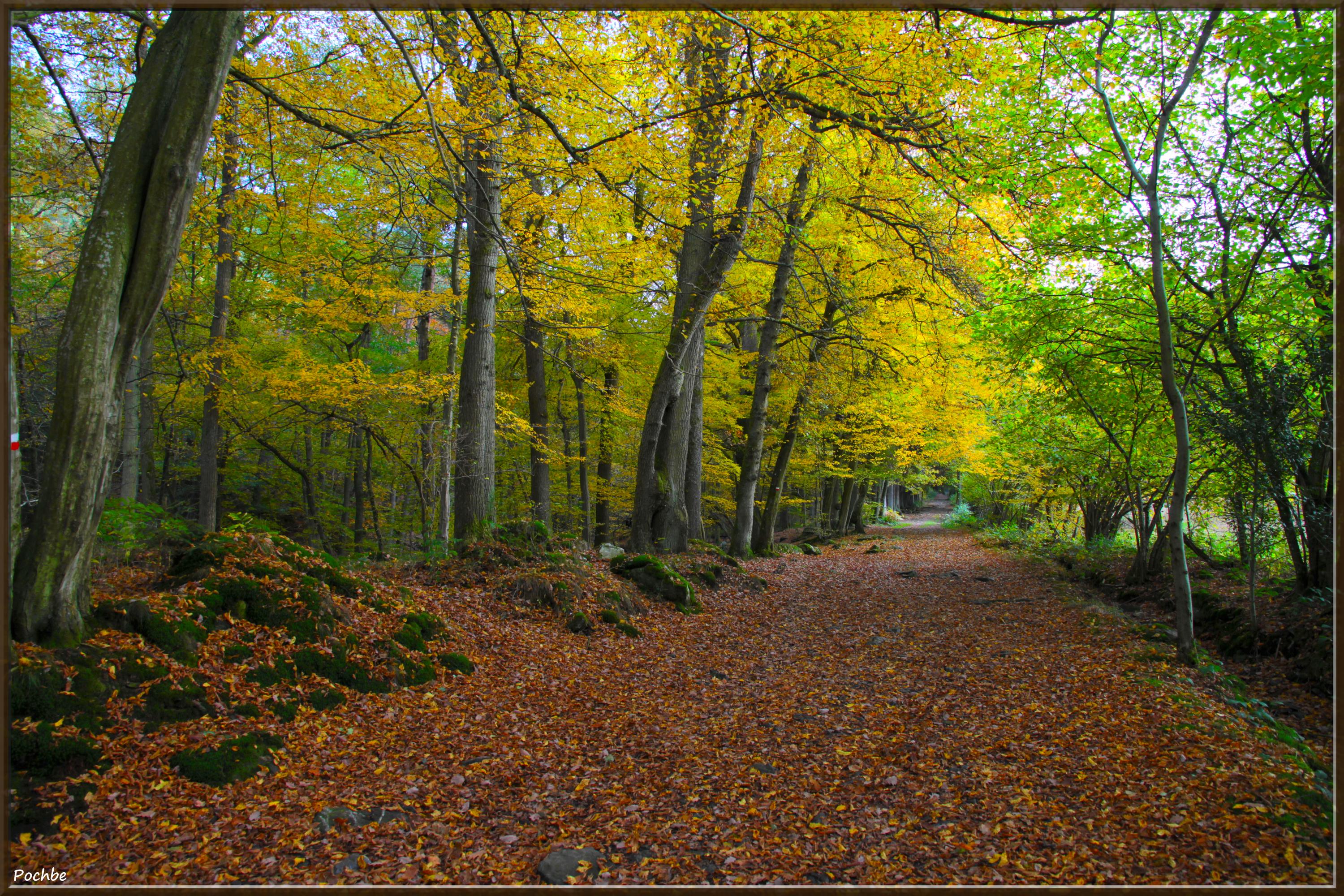 Wallpapers Nature Trees - Forests 