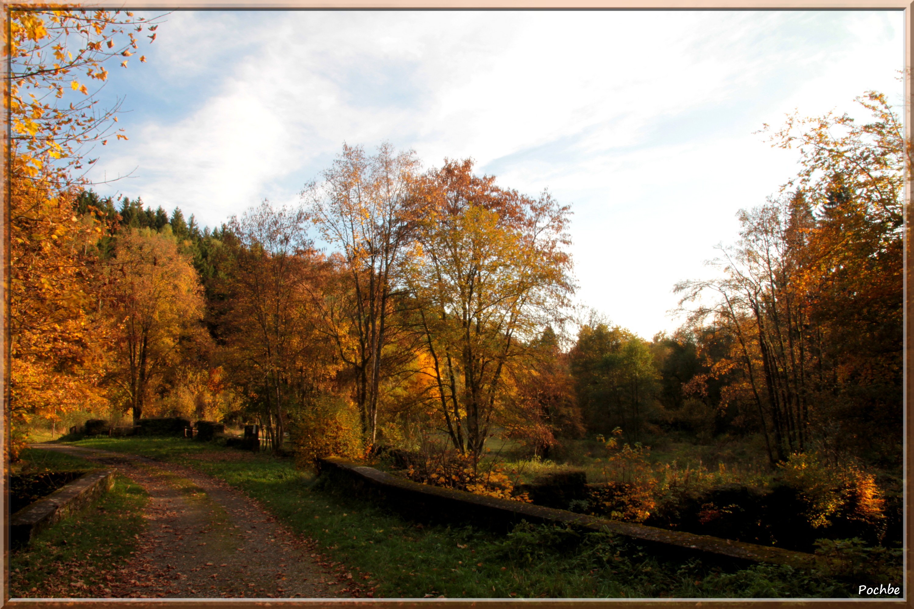 Wallpapers Nature Trees - Forests 