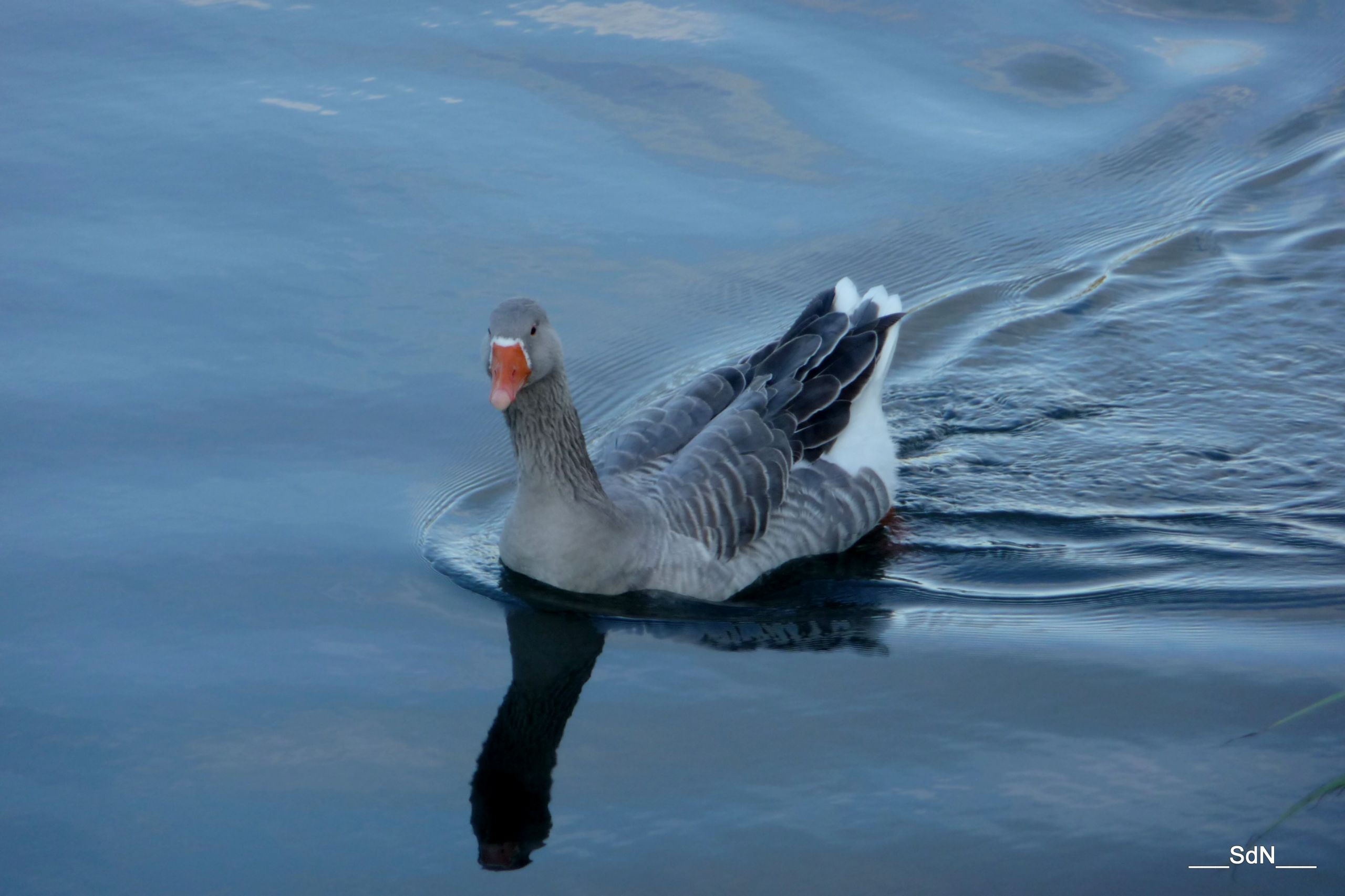 Wallpapers Animals Birds - Gooses 