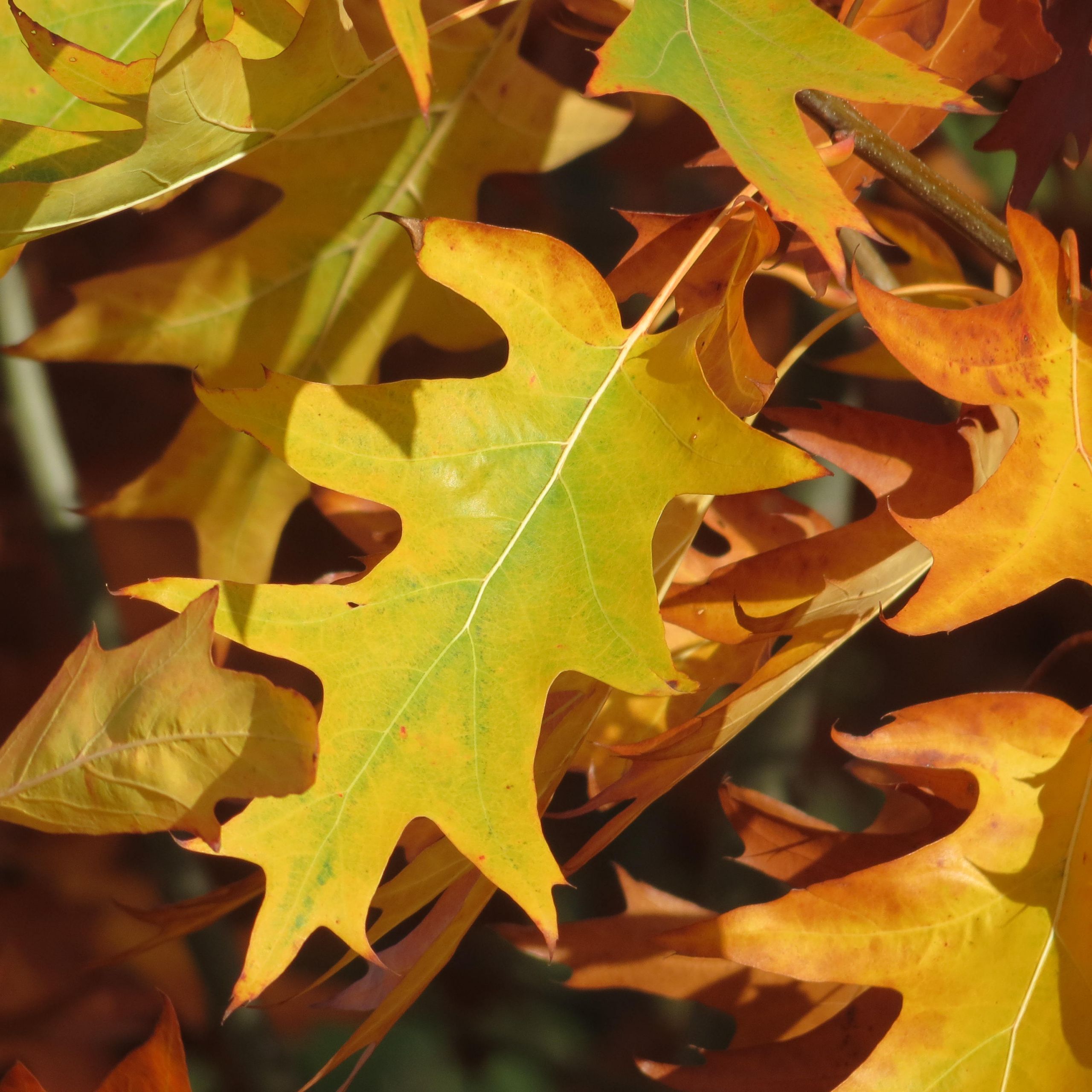 Fonds d'cran Nature Feuilles - Feuillages 