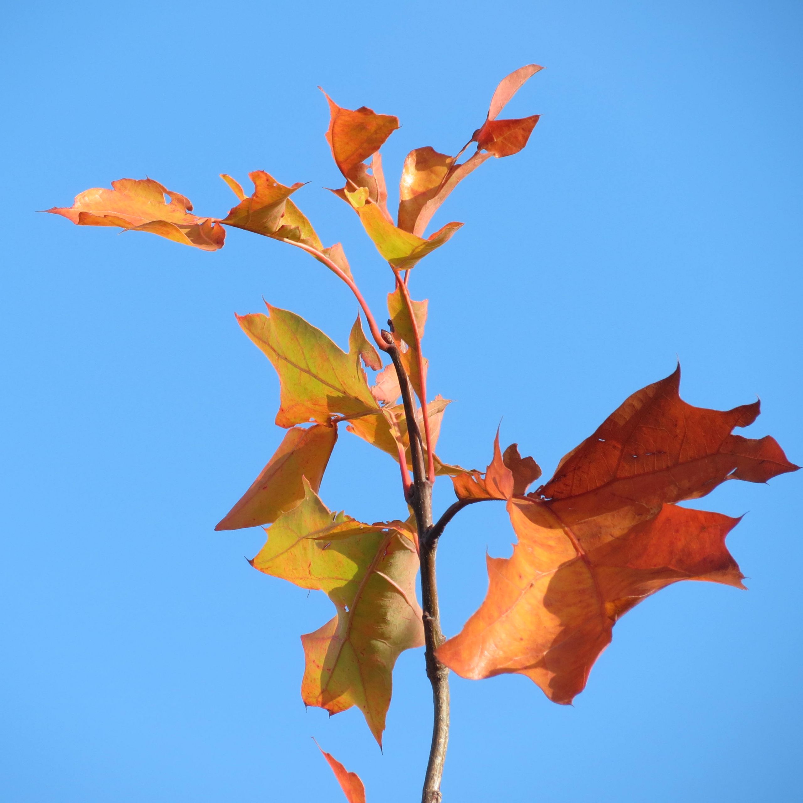 Fonds d'cran Nature Feuilles - Feuillages 