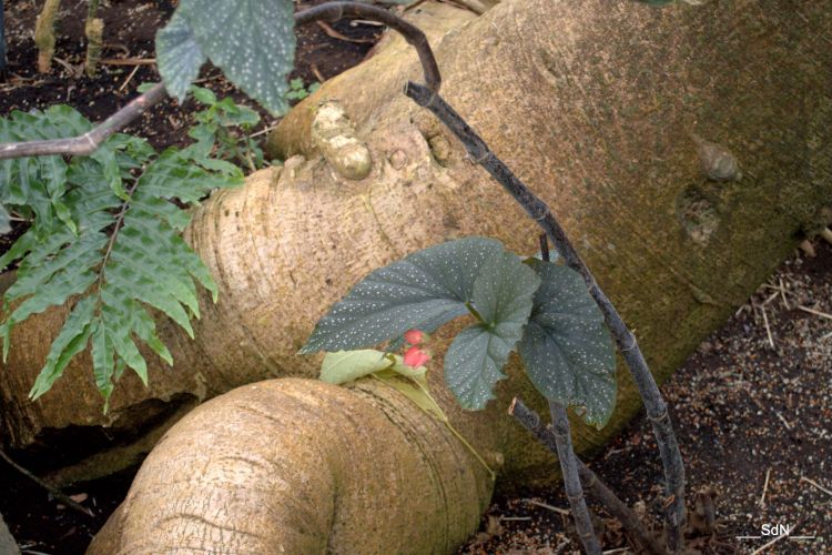 Fonds d'cran Nature Plantes - Arbustes PARCS ET JARDINS