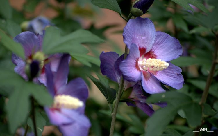 Fonds d'cran Nature Fleurs PARCS ET JARDINS