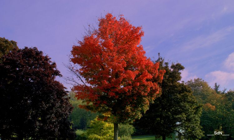 Fonds d'cran Nature Arbres - Forts PARCS ET JARDINS