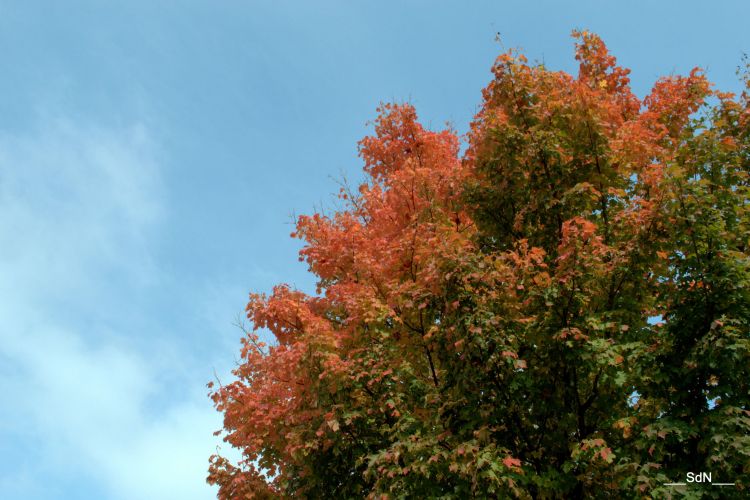 Fonds d'cran Nature Arbres - Forts PARCS ET JARDINS