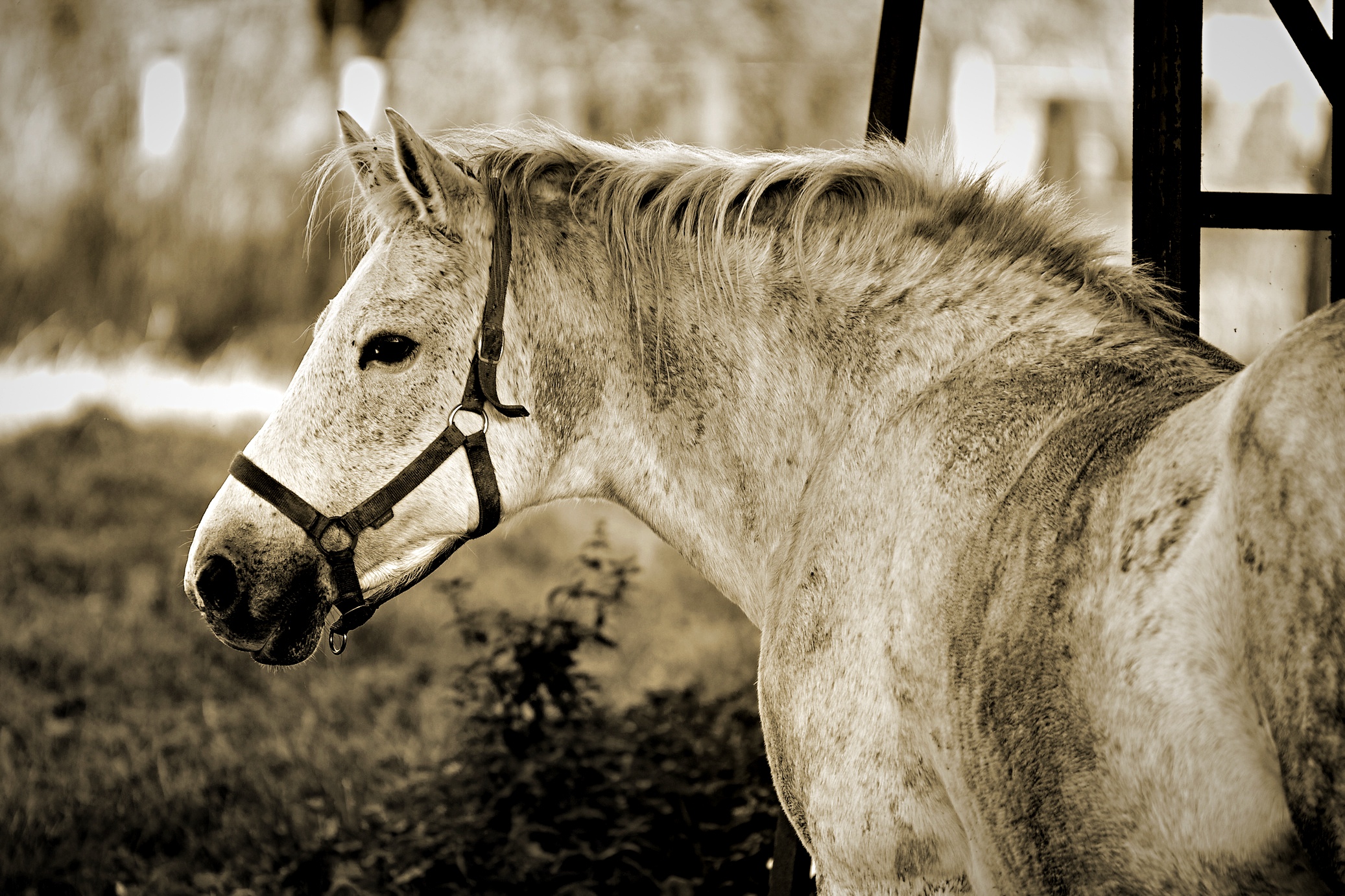 Fonds d'cran Animaux Chevaux 