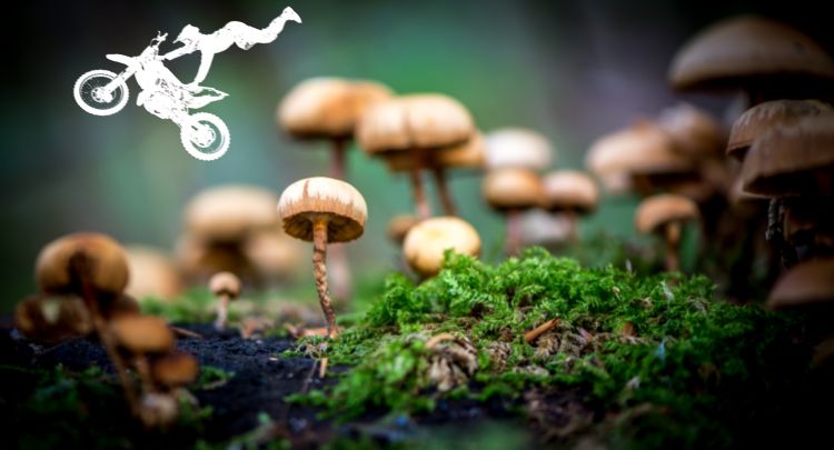 Fonds d'cran Art - Numrique Montages CHAMPIgnON