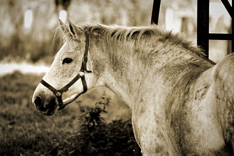 Fonds d'cran Animaux Chevaux Wallpaper N361864