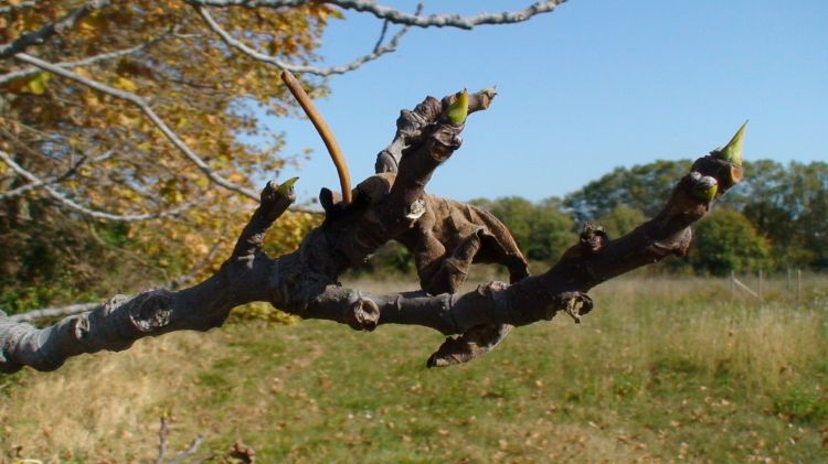 Fonds d'cran Nature Bourgeons L'automne