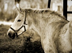  Animaux Image sans titre N361864