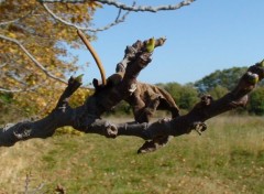  Nature L'automne