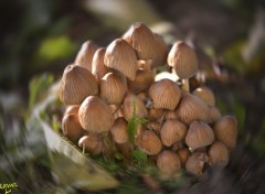  Nature Champignon