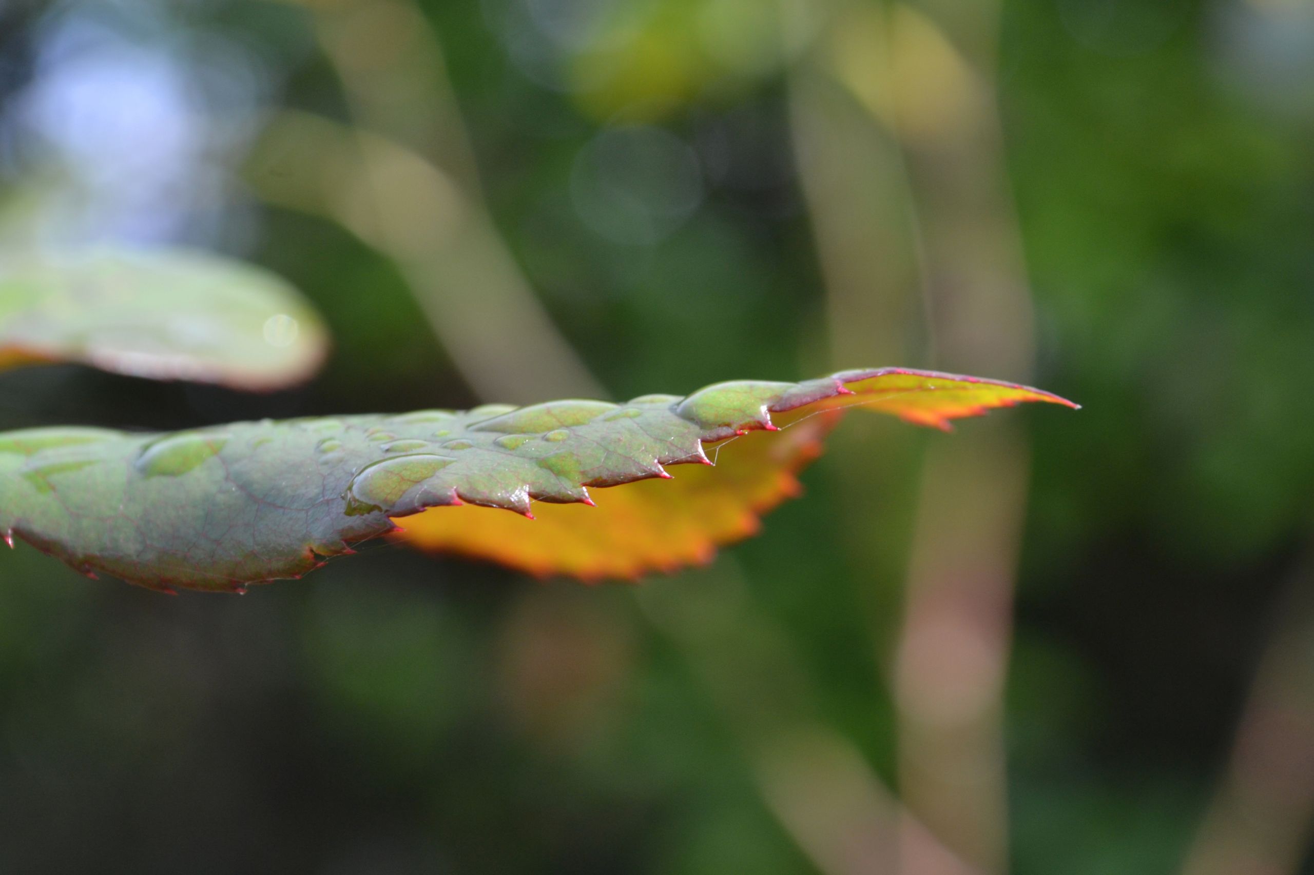 Wallpapers Nature Leaves - Foliage feuilles !