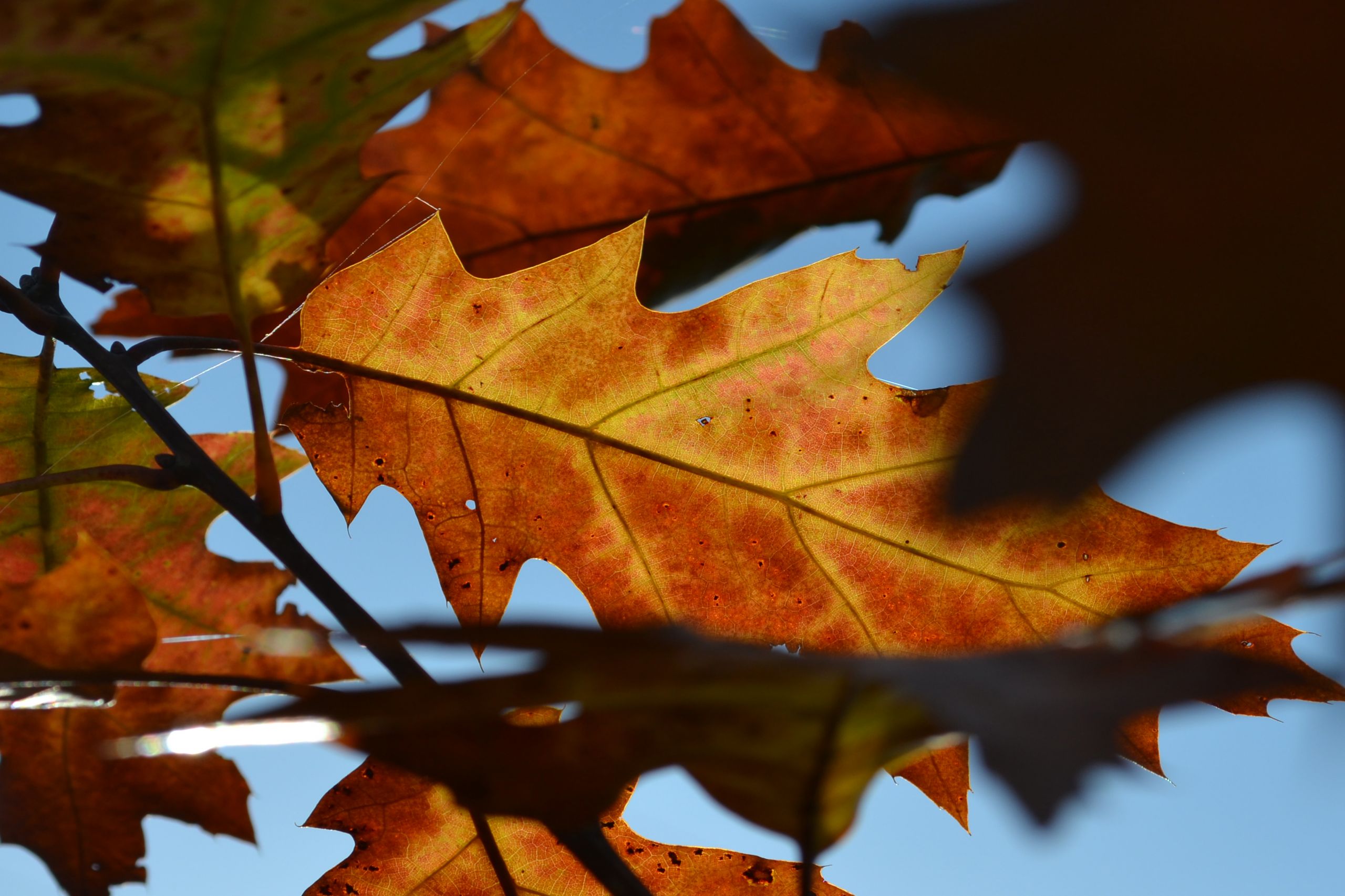 Fonds d'cran Nature Feuilles - Feuillages feuilles !