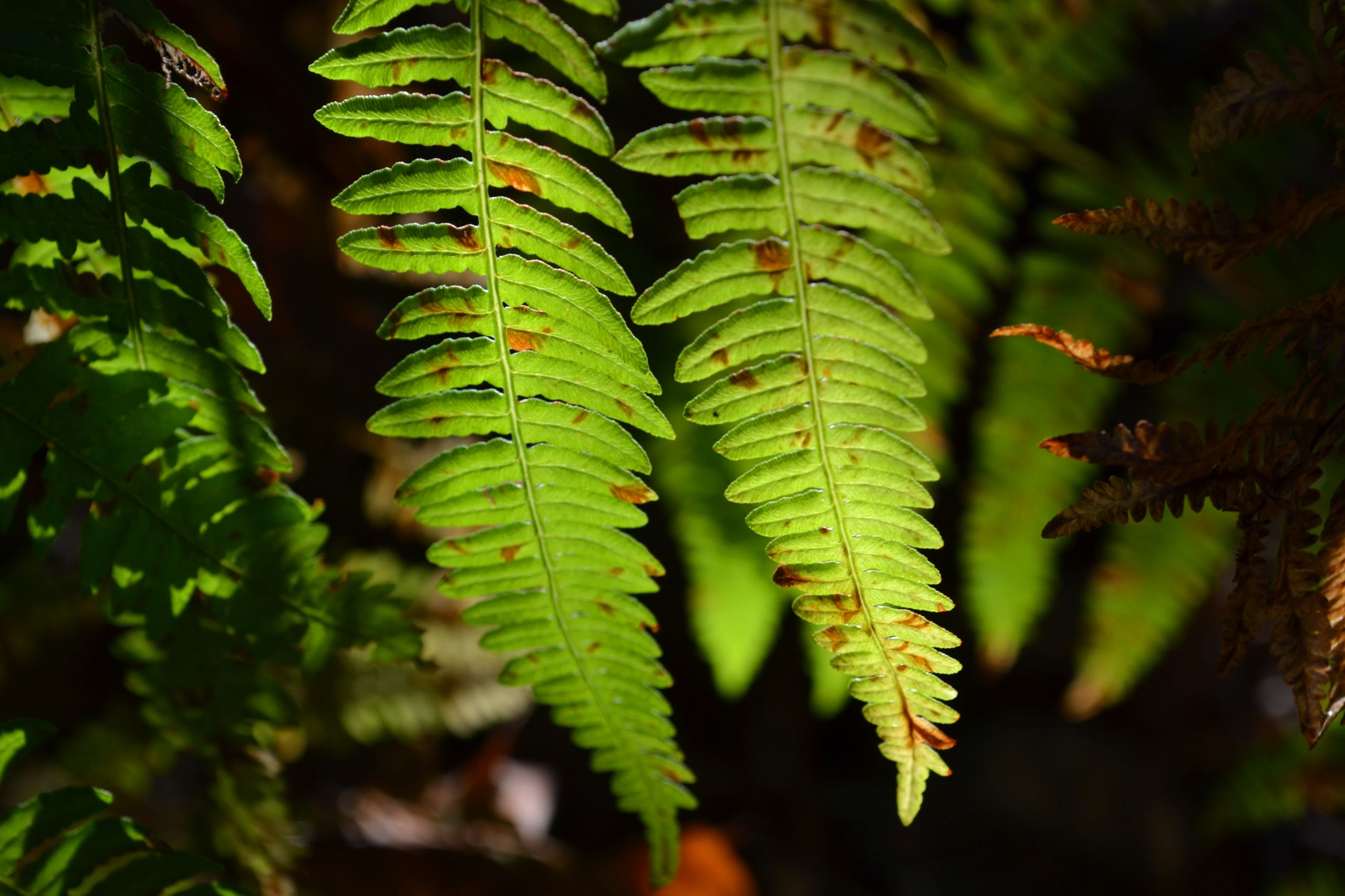 Fonds d'cran Nature Feuilles - Feuillages feuilles !