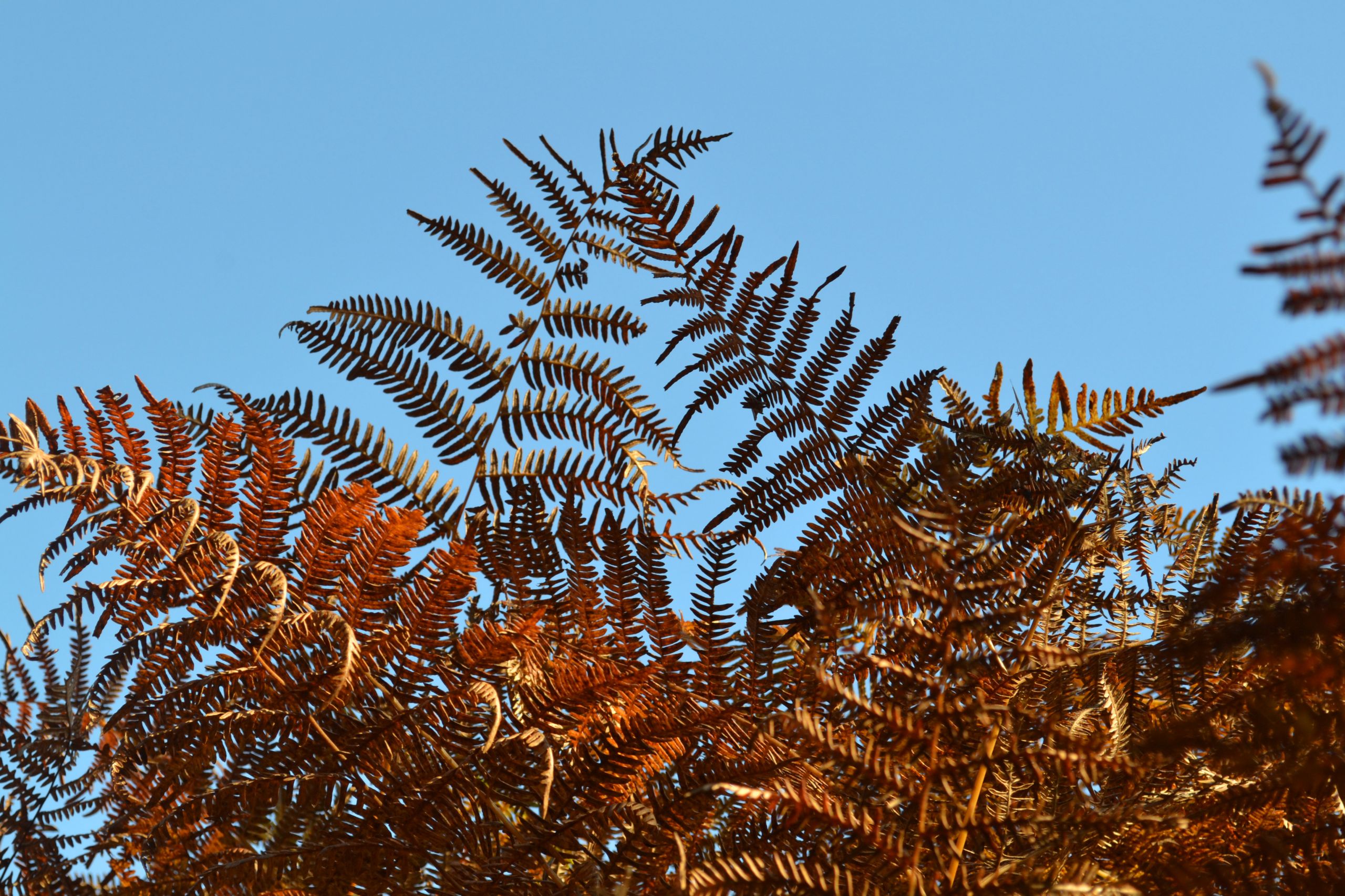 Fonds d'cran Nature Feuilles - Feuillages feuilles !