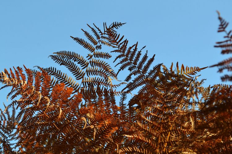 Wallpapers Nature Leaves - Foliage feuilles !