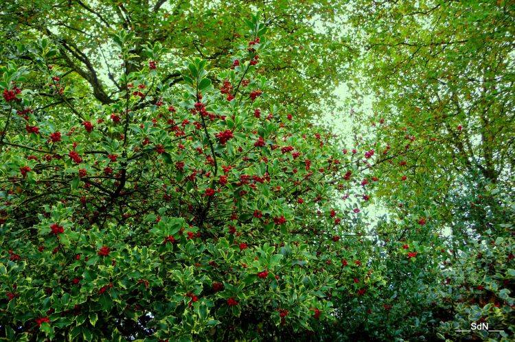 Fonds d'cran Nature Arbres - Forts PARCS ET JARDINS