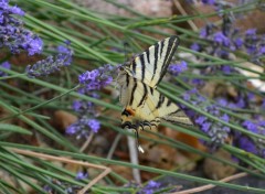  Animaux papillion