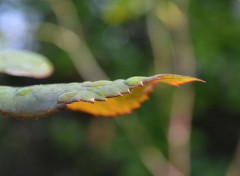  Nature feuilles !