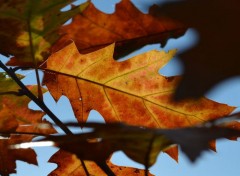  Nature feuilles !