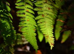  Nature feuilles !